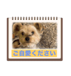 年末ヨーキー（個別スタンプ：23）