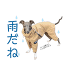 イッヌと。5（個別スタンプ：14）