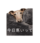 イッヌと。5（個別スタンプ：38）