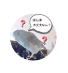 マメルリハのリル20（個別スタンプ：2）