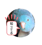 マメルリハのリル20（個別スタンプ：4）