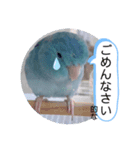 マメルリハのリル20（個別スタンプ：6）