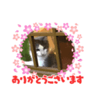 興味心身にゃんこ（個別スタンプ：3）