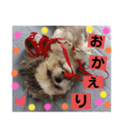 ころこちゃんの日常（個別スタンプ：13）