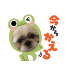 ころこちゃんの日常（個別スタンプ：15）