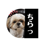 ころこちゃんの日常（個別スタンプ：16）