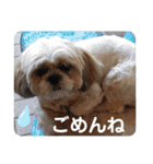 ころこちゃんの日常（個別スタンプ：22）