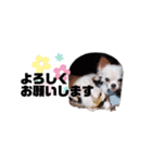 きぃちゃんᐡᴥᐡ（個別スタンプ：3）