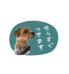 moca_12_15（個別スタンプ：1）