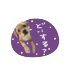 moca_12_15（個別スタンプ：4）