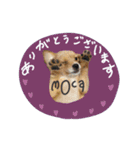 moca_12_15（個別スタンプ：13）
