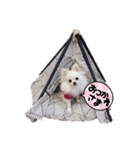 3ポメの日常（個別スタンプ：3）