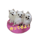 3ポメの日常（個別スタンプ：4）