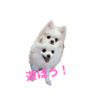3ポメの日常（個別スタンプ：5）
