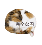 世紀末猫、ちゃちゃ（個別スタンプ：11）