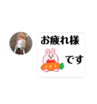 ツンツンつぶら♡シニア犬（個別スタンプ：10）