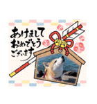 ツンツンつぶら♡シニア犬（個別スタンプ：27）