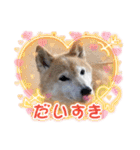 ツンツンつぶら♡シニア犬（個別スタンプ：31）