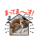 ツンツンつぶら♡シニア犬（個別スタンプ：38）