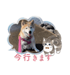 ツンツンつぶら♡シニア犬（個別スタンプ：40）