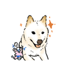 柴犬の花くん（個別スタンプ：1）