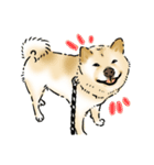 柴犬の花くん（個別スタンプ：4）