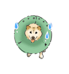 柴犬の花くん（個別スタンプ：5）