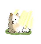 柴犬の花くん（個別スタンプ：8）