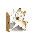 柴犬の花くん（個別スタンプ：10）