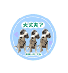 レオンとルーク（個別スタンプ：6）