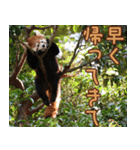 動物園の仲間たち(レッサーパンダ)（個別スタンプ：29）