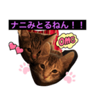 兄弟ニャンずソルとルア（個別スタンプ：1）
