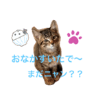 兄弟ニャンずソルとルア（個別スタンプ：2）