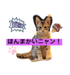 兄弟ニャンずソルとルア（個別スタンプ：4）