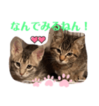 兄弟ニャンずソルとルア（個別スタンプ：5）