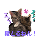 兄弟ニャンずソルとルア（個別スタンプ：7）