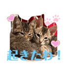 兄弟ニャンずソルとルア（個別スタンプ：8）