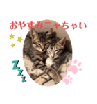 兄弟ニャンずソルとルア2（個別スタンプ：1）