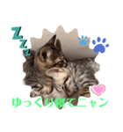 兄弟ニャンずソルとルア2（個別スタンプ：2）