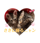 兄弟ニャンずソルとルア2（個別スタンプ：3）