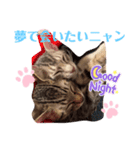 兄弟ニャンずソルとルア2（個別スタンプ：4）