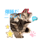 兄弟ニャンずソルとルア2（個別スタンプ：5）