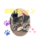兄弟ニャンずソルとルア2（個別スタンプ：8）