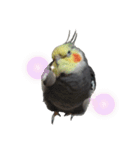 うちのインコ5（個別スタンプ：2）