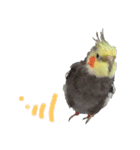 うちのインコ5（個別スタンプ：3）