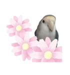 うちのインコ5（個別スタンプ：4）