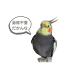 うちのインコ5（個別スタンプ：5）