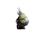 うちのインコ5（個別スタンプ：6）
