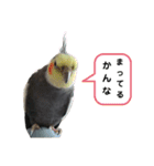 うちのインコ5（個別スタンプ：7）