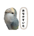 うちのインコ5（個別スタンプ：8）